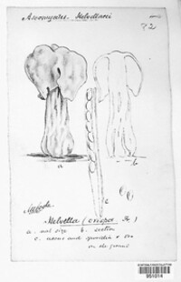 Helvella crispa image